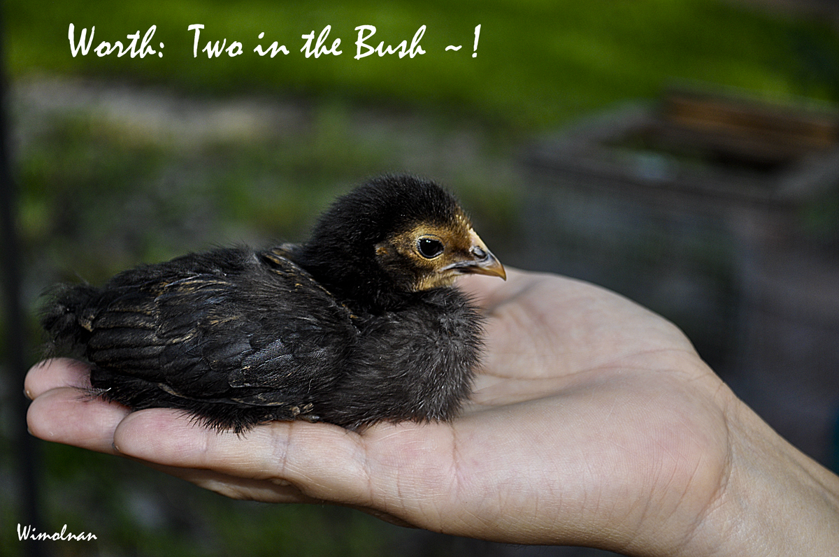 Cochin Bantam Chick