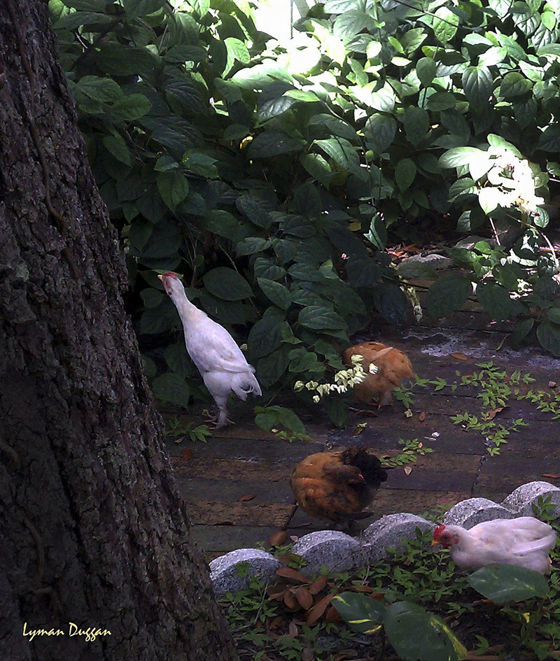 Cochin Bantam Curiousity