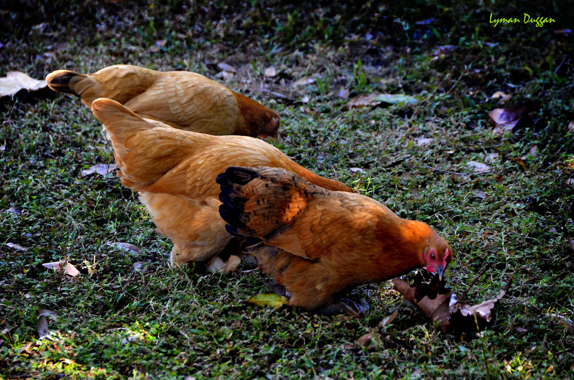 Cochin Bantam Free Ranging