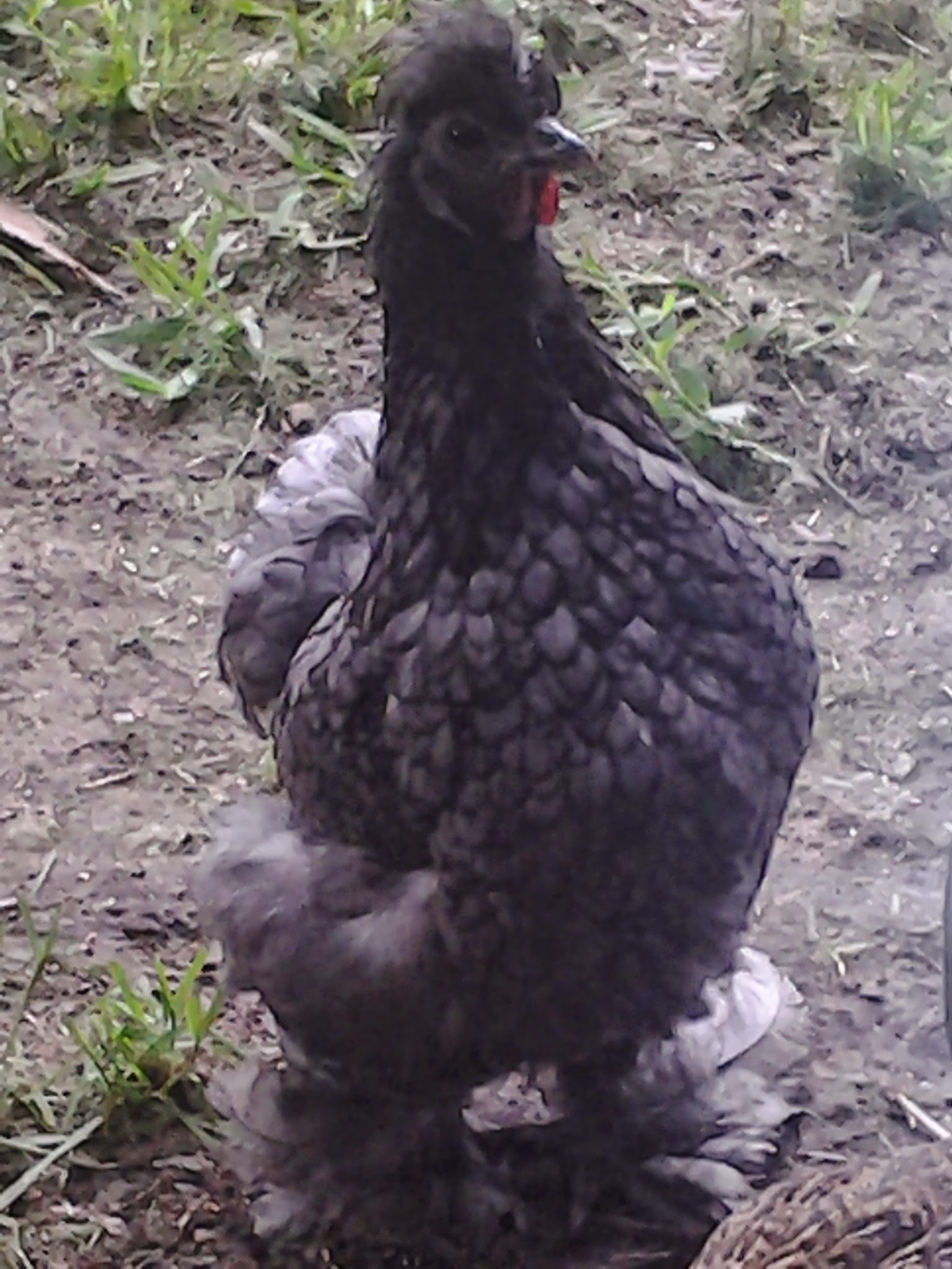 Cochin Bantam (Polly)-profesional brooder