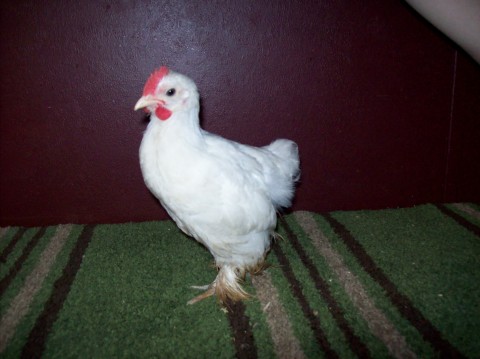Cochin bantam rooster,  6 wks old. (don't mind his feet, he ran thru the water multiple times while I was trying to catch everyone for pics)