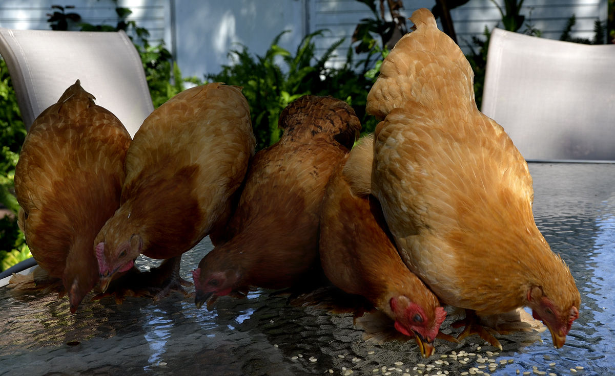 Cochin Bantam Sisters on the Table