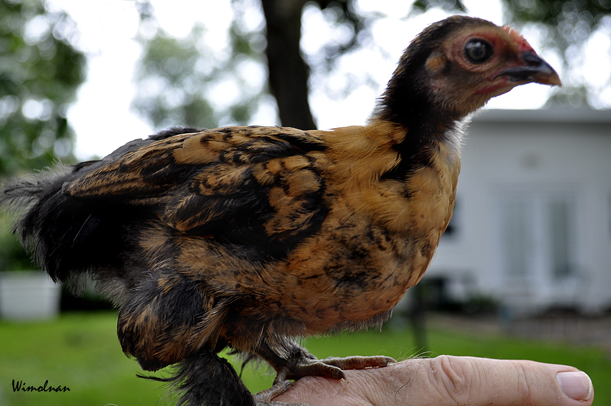 Cochin Bantam wondering if she could fly.