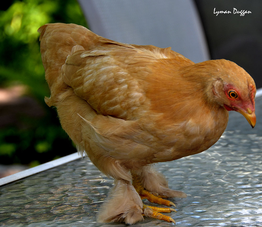 Cochin Bantam