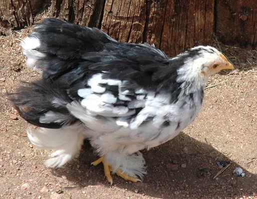Cochin Bantam