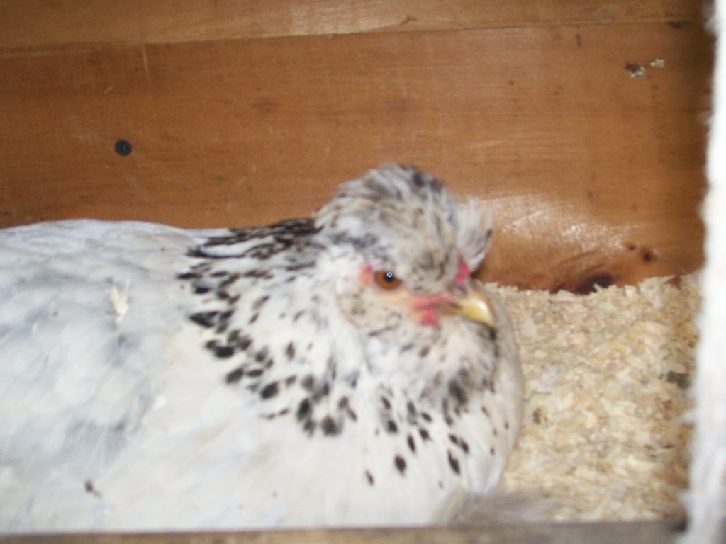 cochin bantam