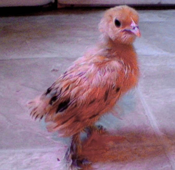 cochin bantam?