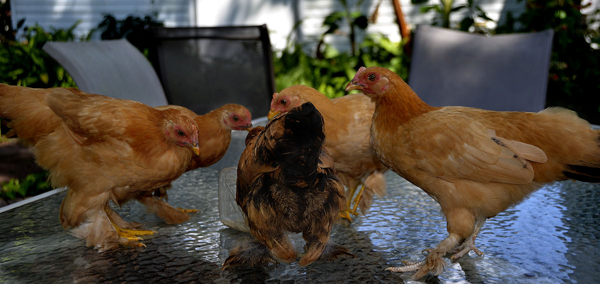 Cochin Bantams Pre-Flight Converence