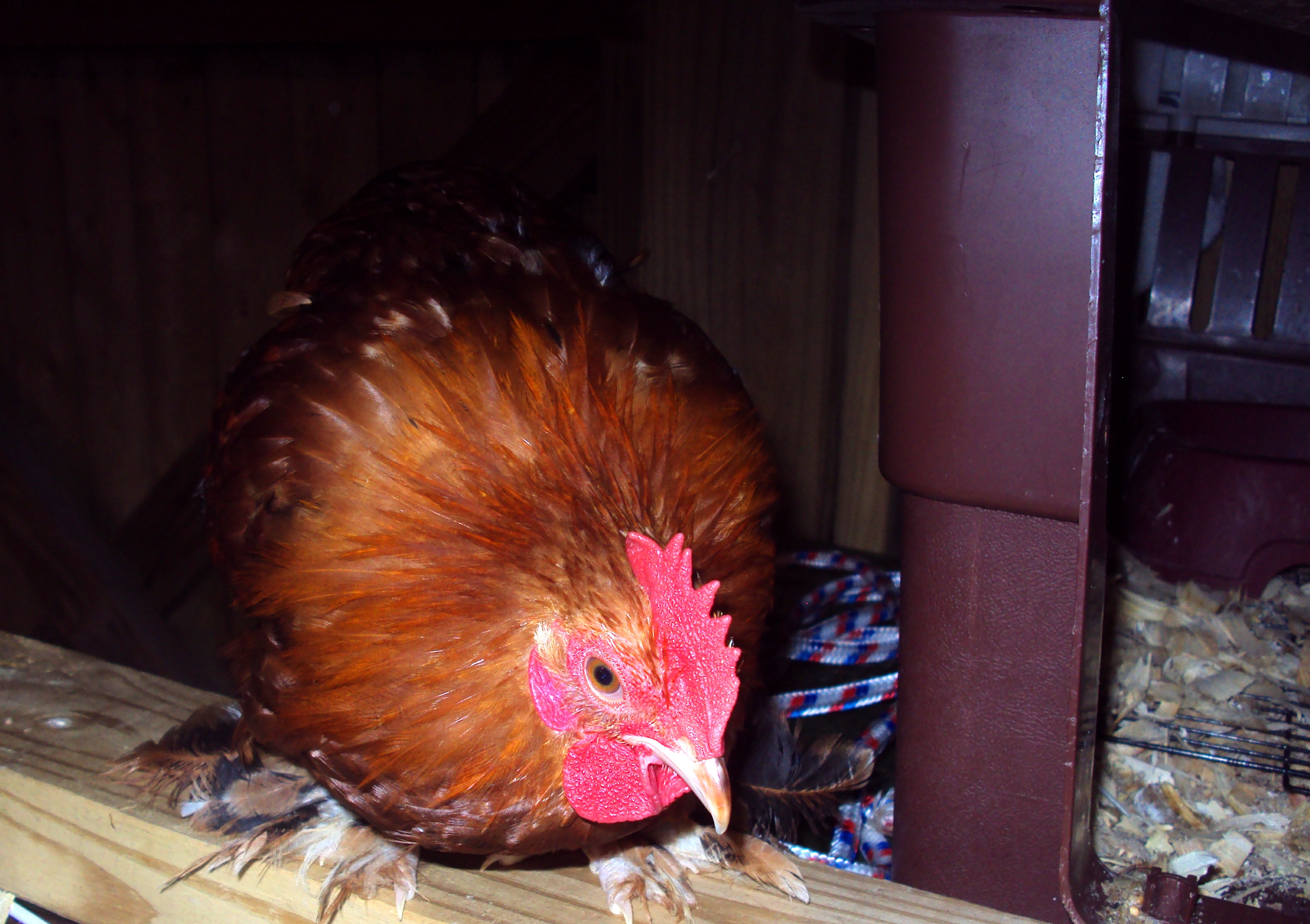 Cochin Cockeral hatched Aug. 2012 for sale 10.00 to good home.  He is a nice boy.