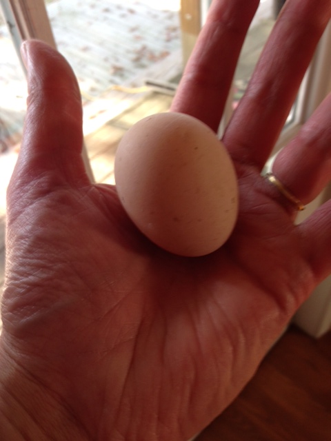 Cochin Egg