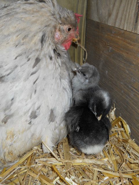 Cochin mom's first batch of hatchlings.