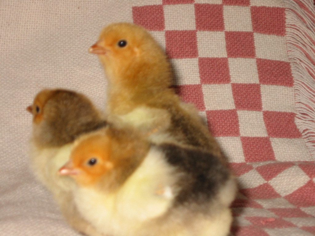 Cochin roos sent as filler but are adorable