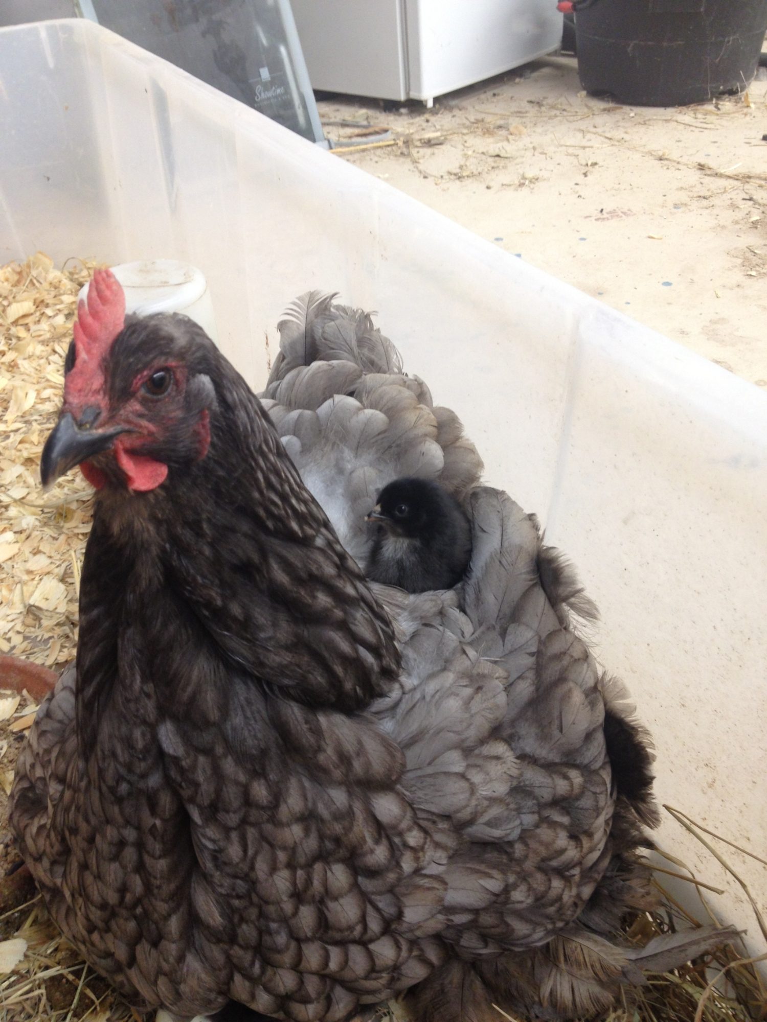 Cochin with chick on her back