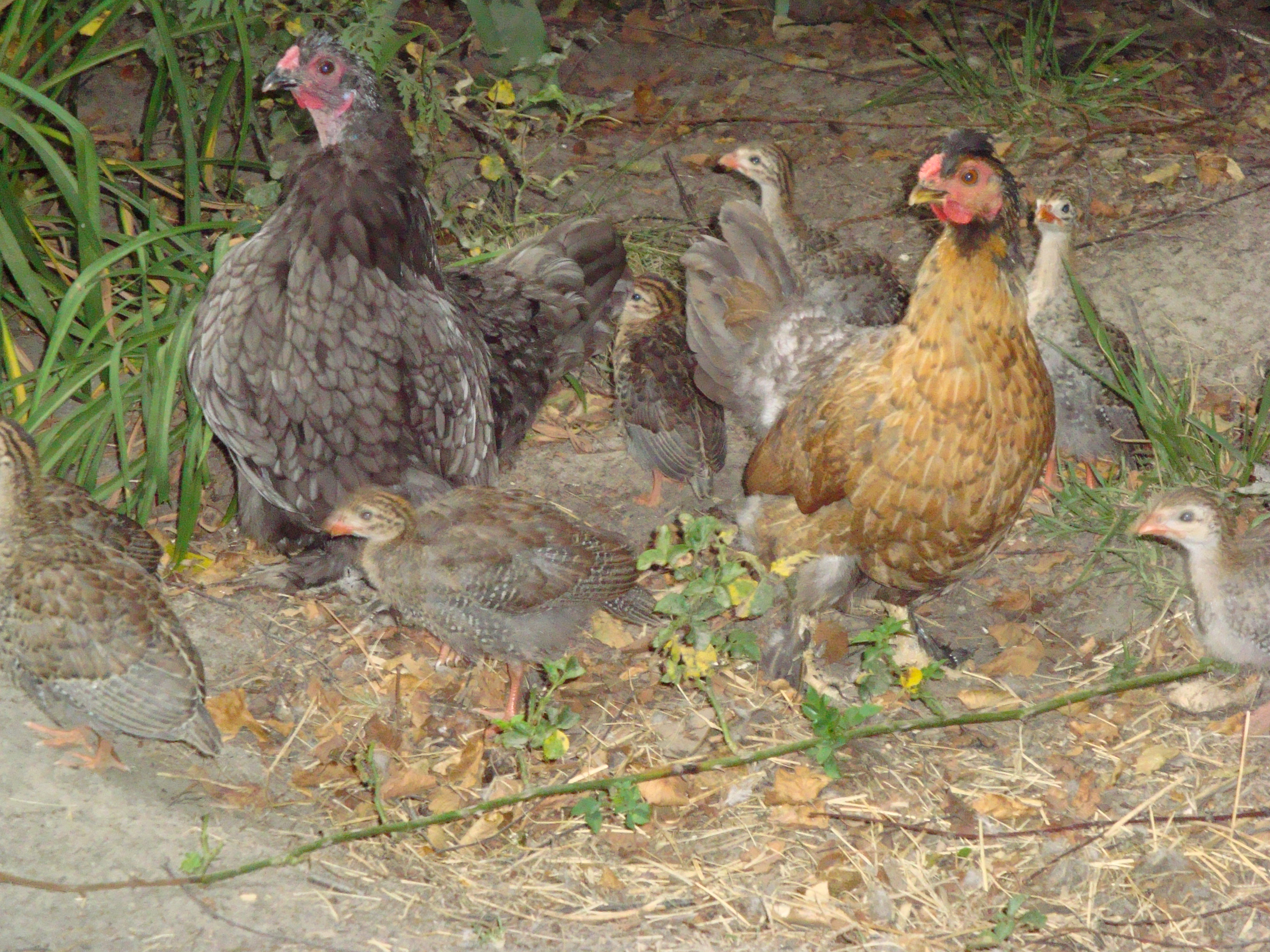 Cochins are so sweet that they raise baby chicks that aren't theirs. These are some of my cochins (unfortunatetly  the fox got them :( )  raising some of my guineas! :)