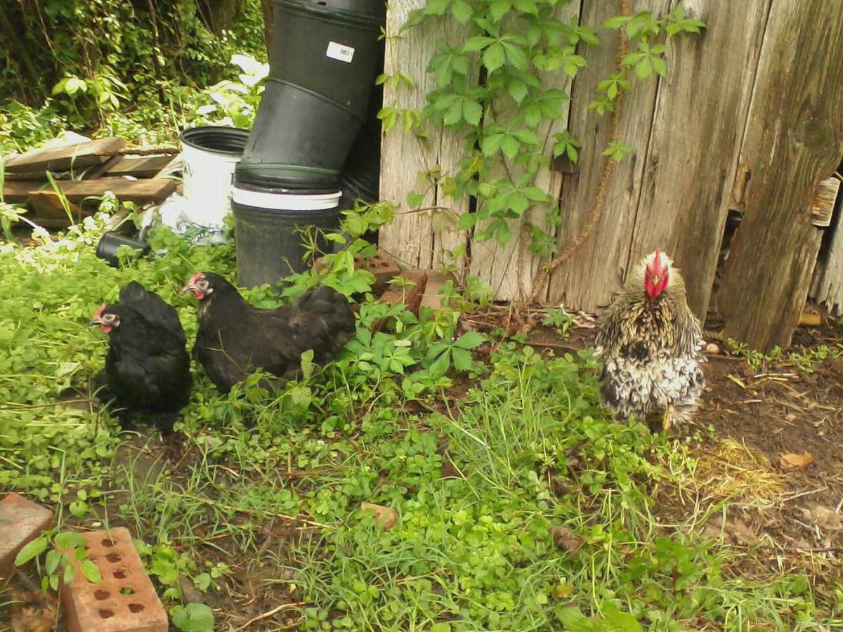 Cochins Frizzle and Smooth