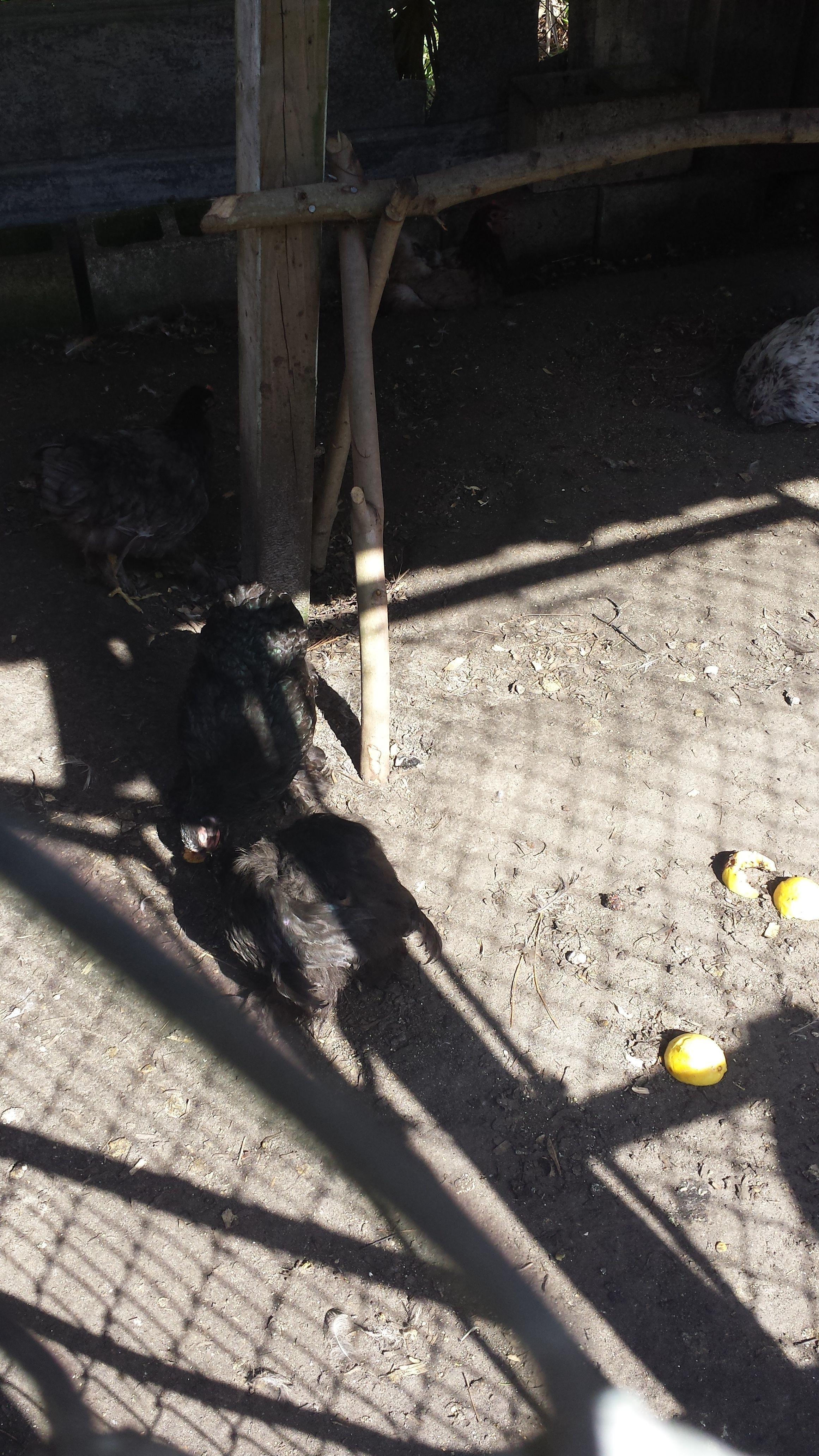 Cochins having a Guava snack