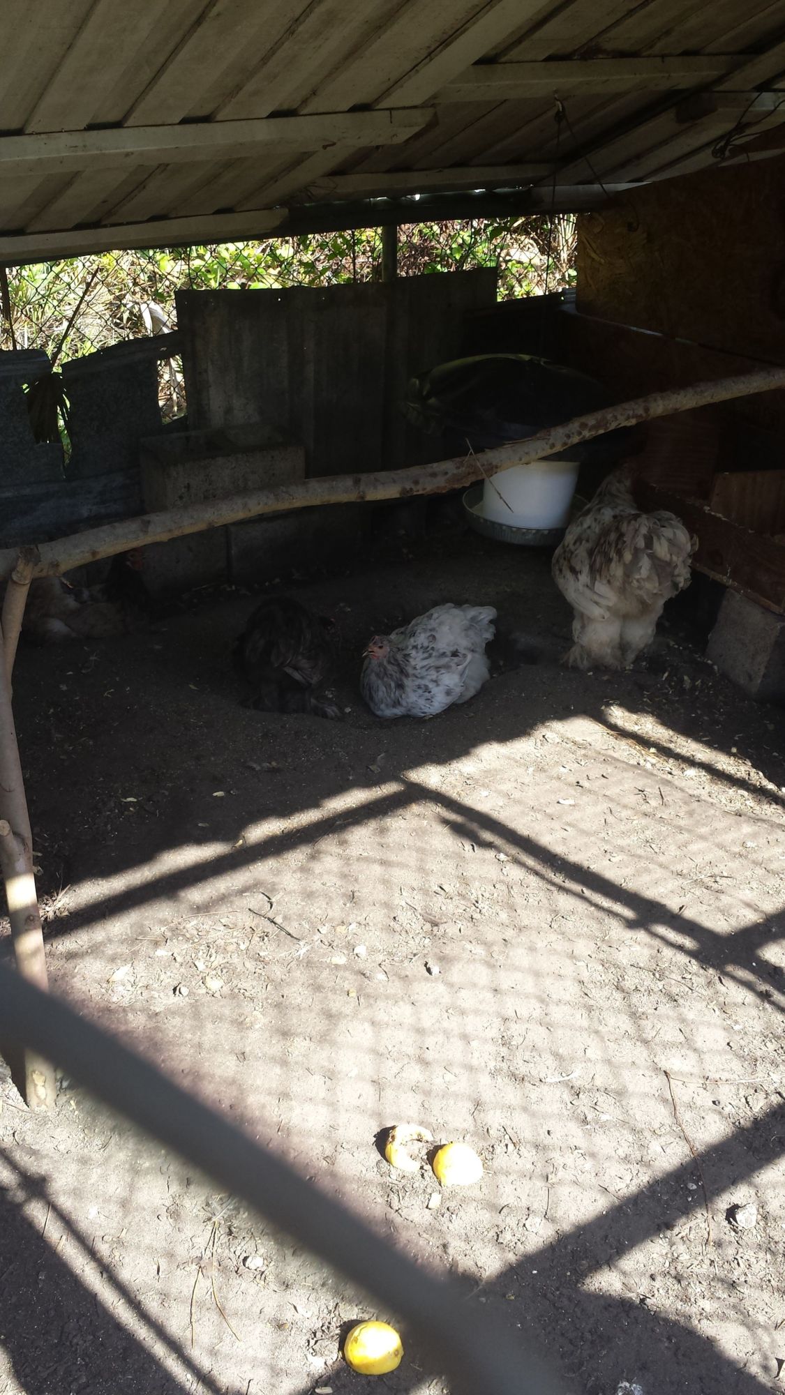 Cochins having a Guava snack