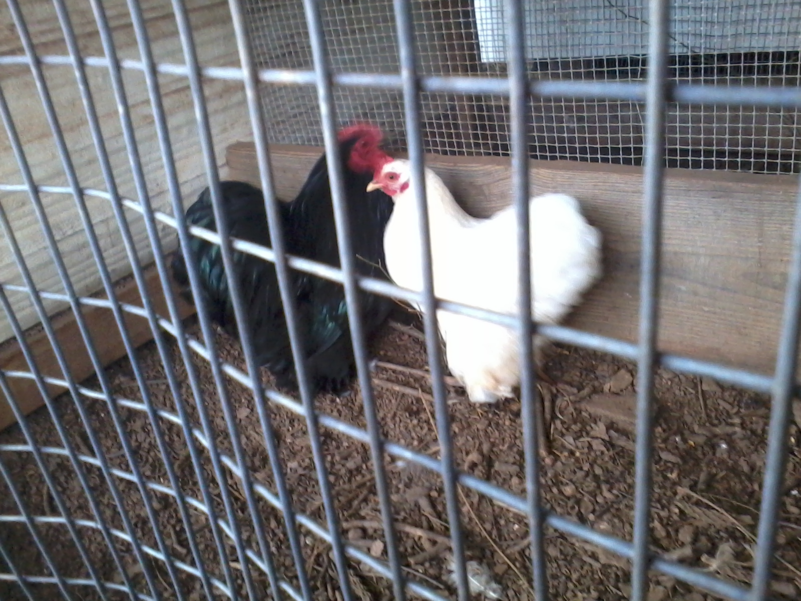 cochins:)