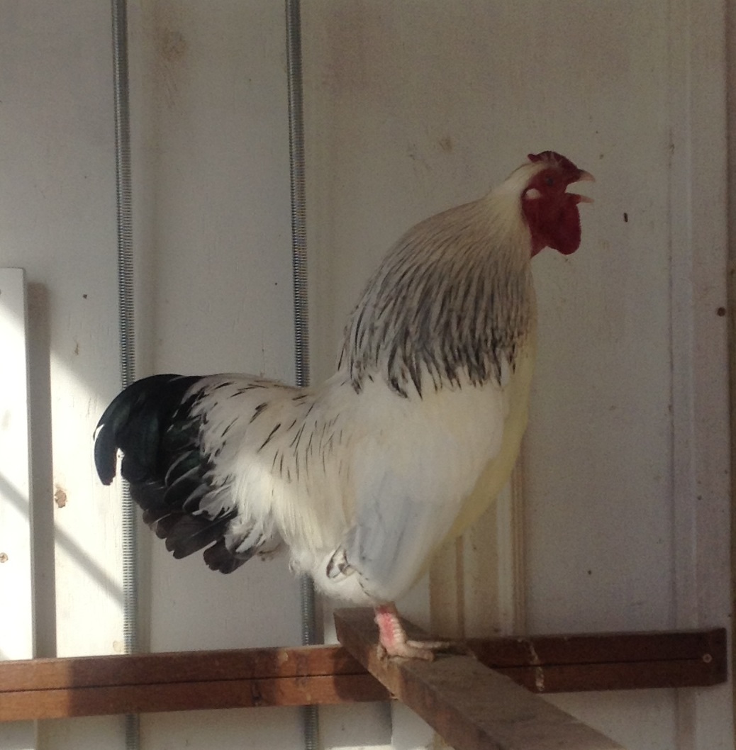 Cock-a-doodle-doo!!!!!

                  ~Collete