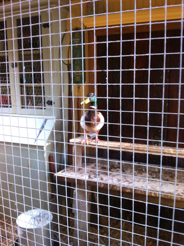 Cock-a-doodle-doo!

Well he's trying anyway. Our 4 girls had a little visitor yesterday, but I think they noticed the difference... ;)