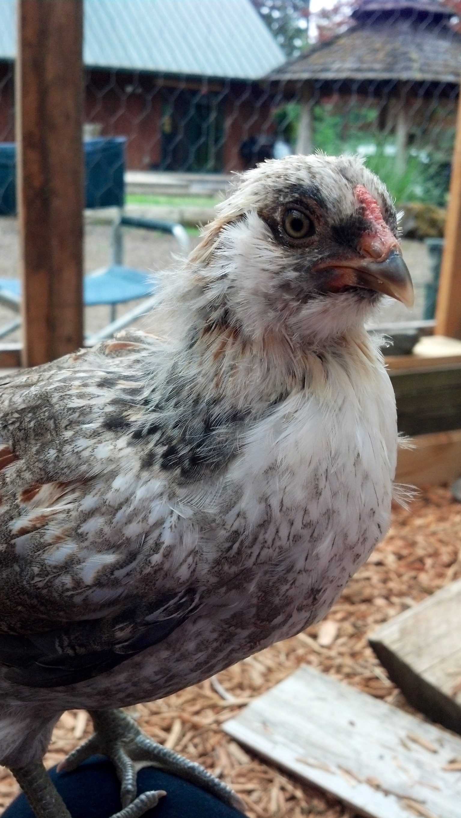 Cock-A-Doodle DUDE. I was named Georgey Girl. But my name is now Gus and I crow. Just want to clear that up.