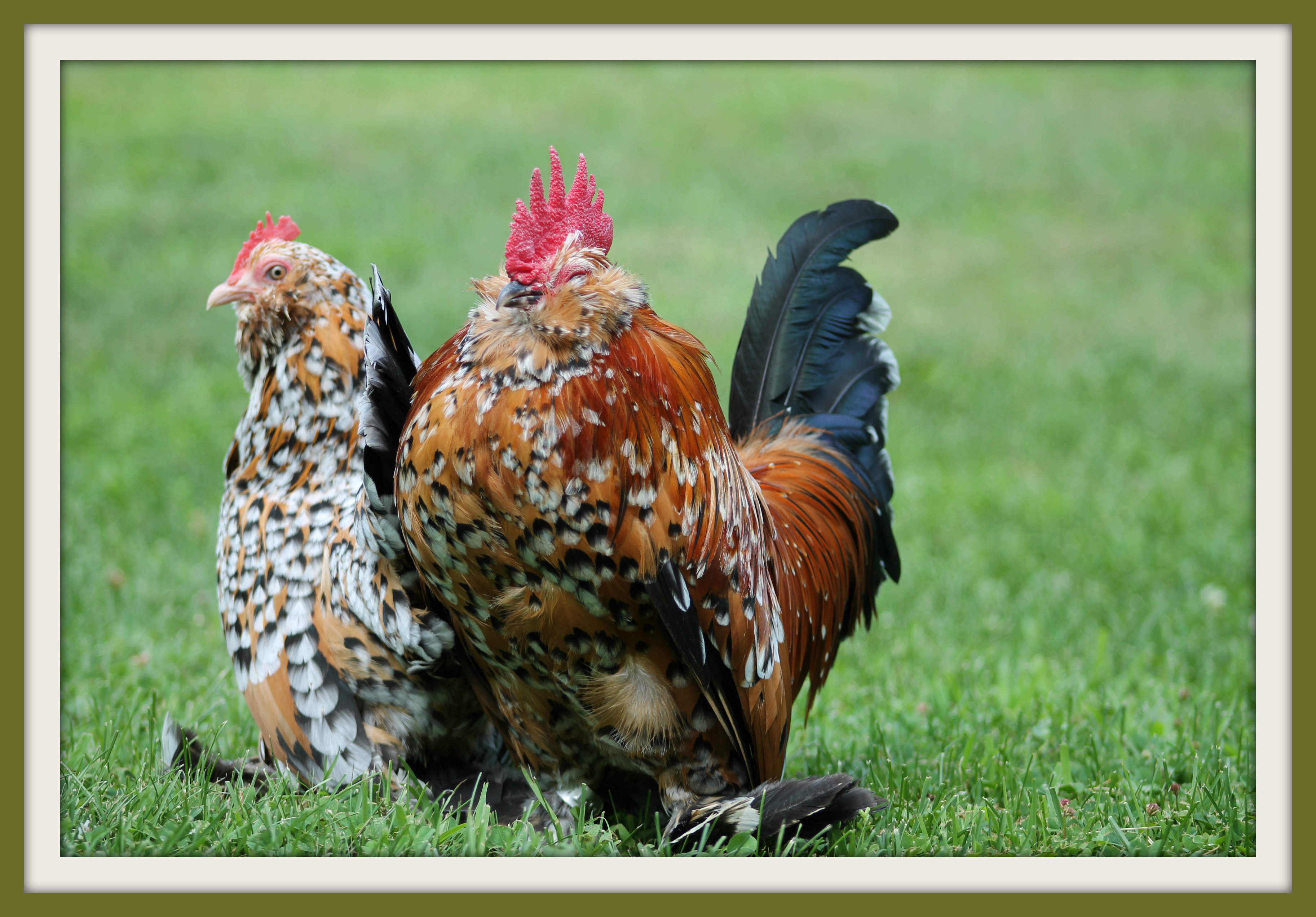 Cock and hen pair.