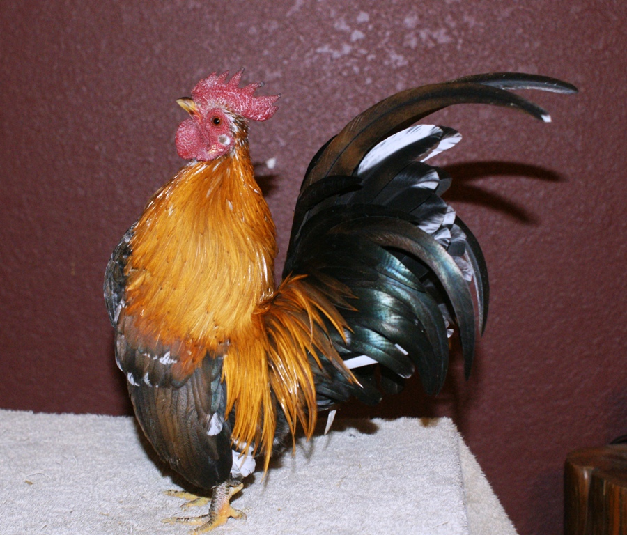 cock concho