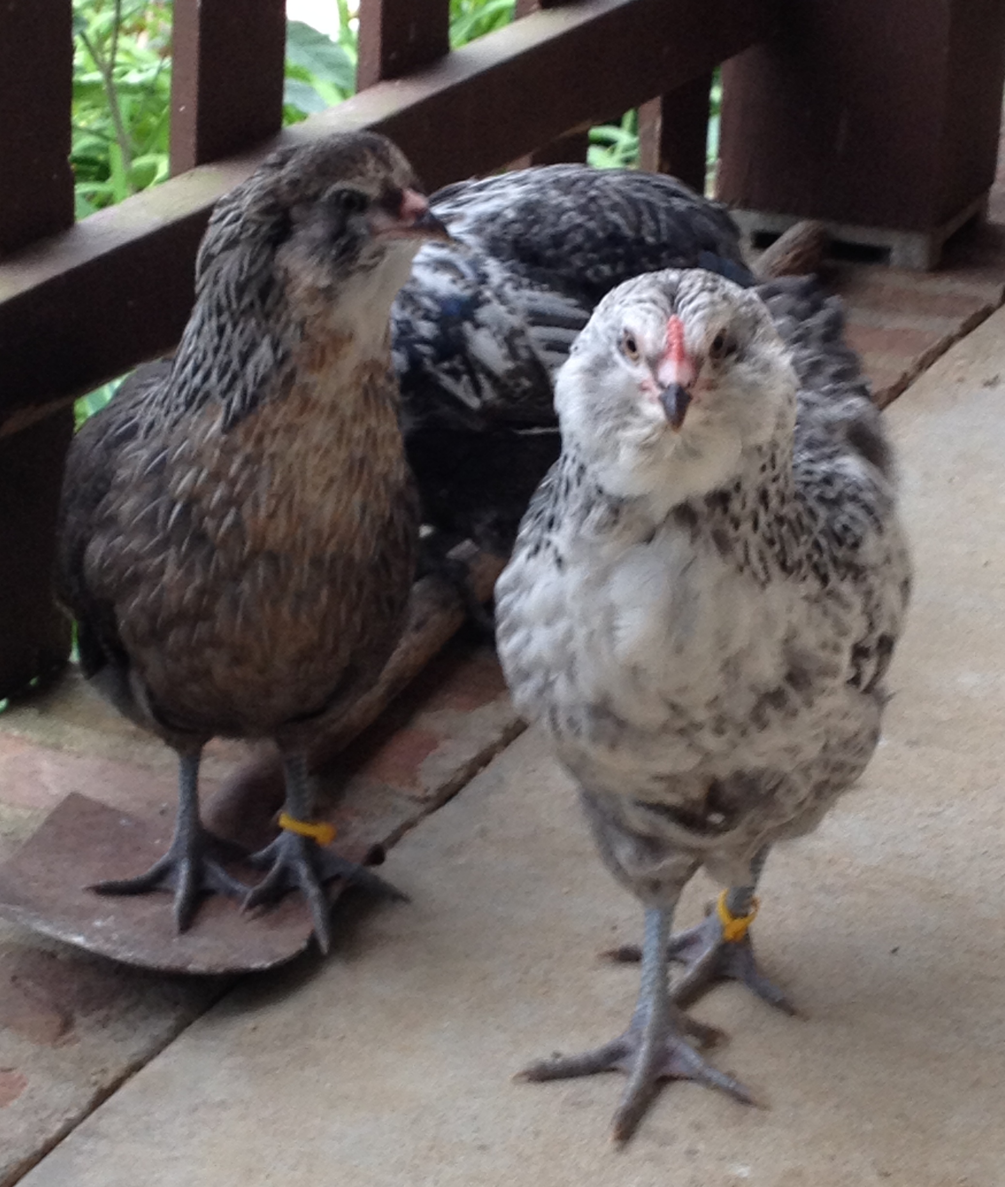 cockerel and pullet 8 weeks old