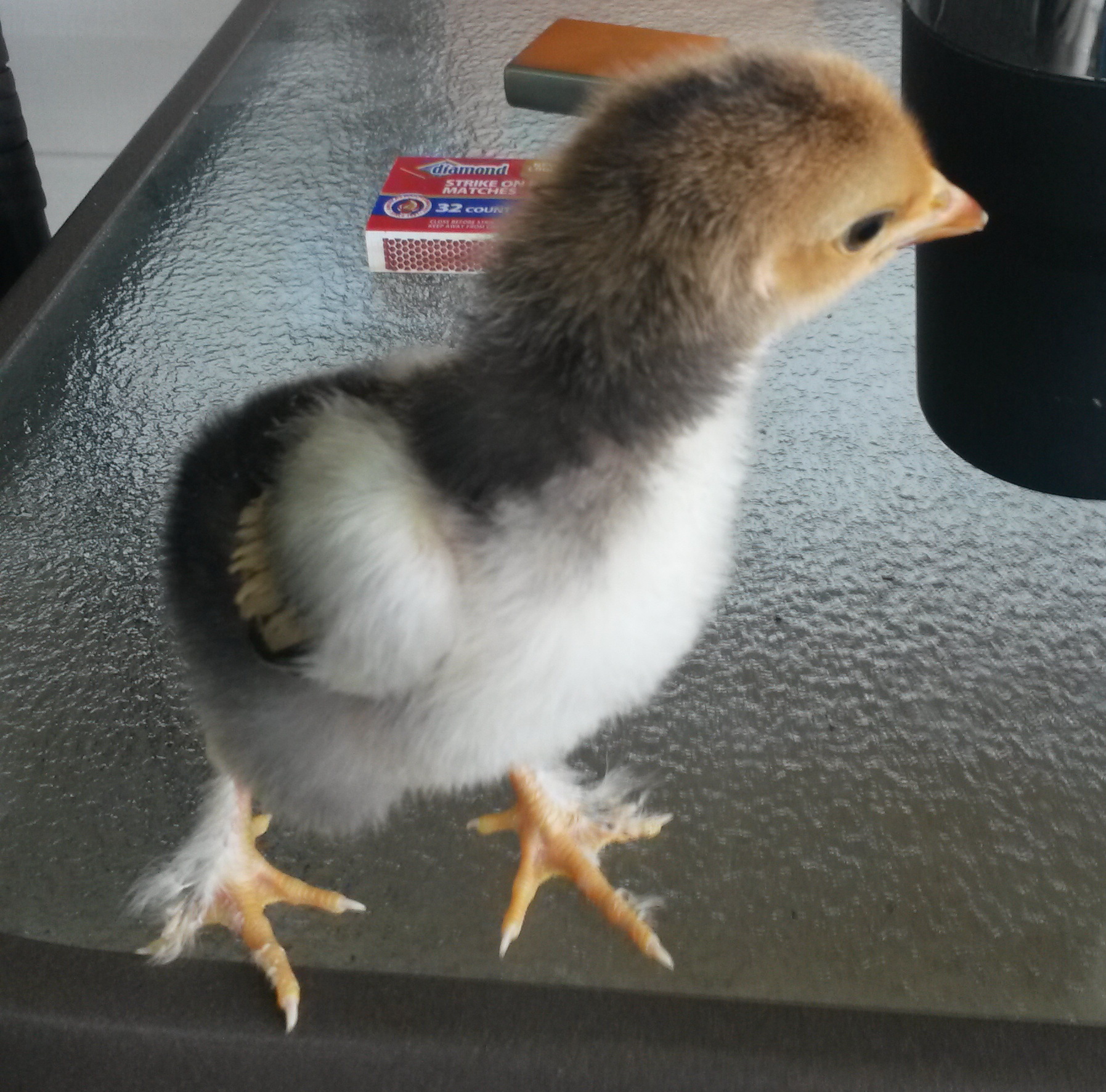 Cockerel at 10 days old.