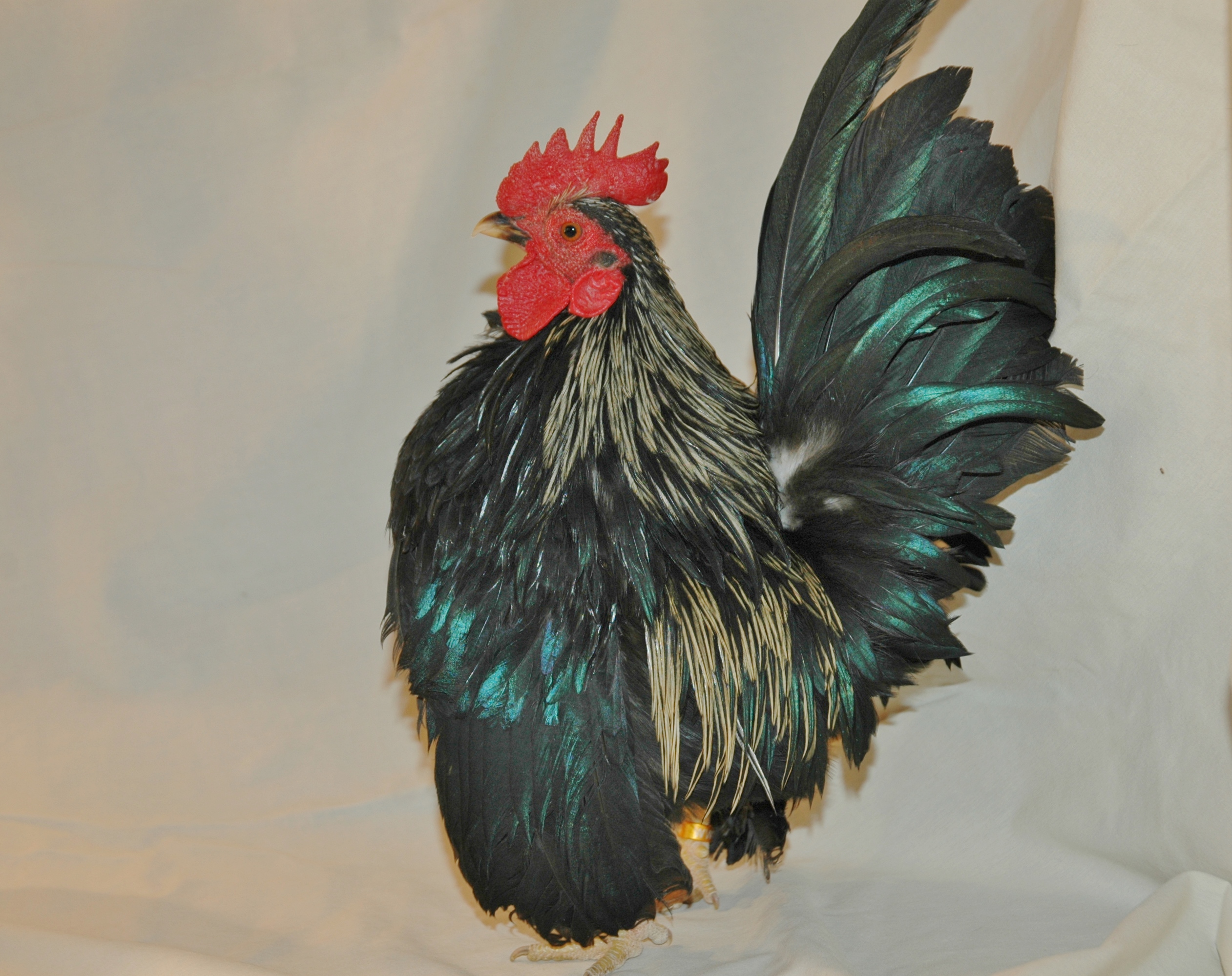 Cockerel for sale