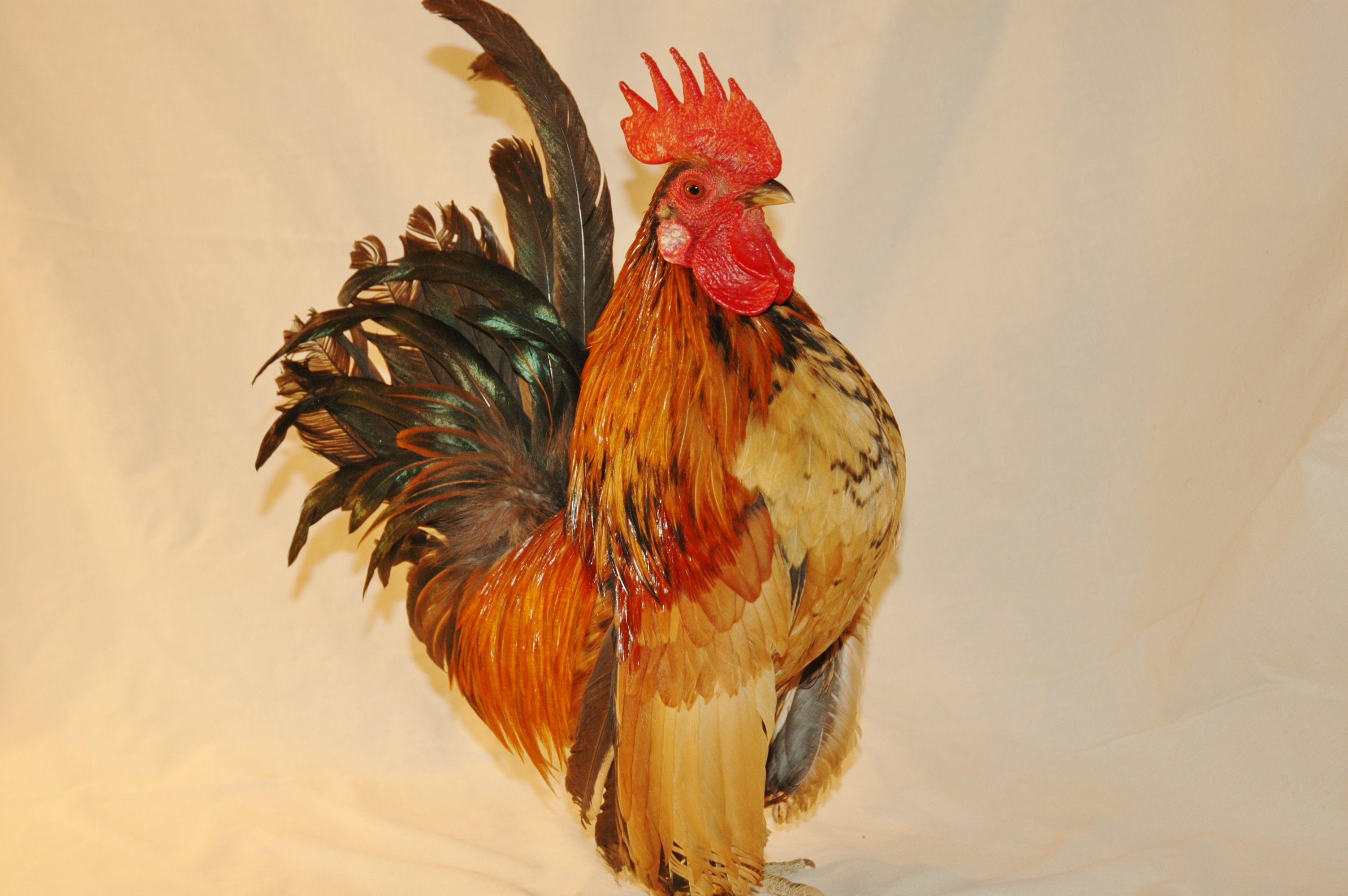 cockerel for sale