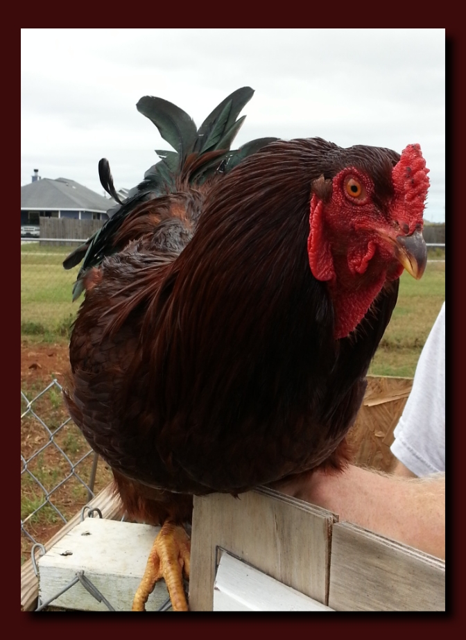 Cockerel from Chris McCary. My 3 year old named him Bawk Bawk. He had a rough day including getting a wing and tail feathers stuck in the animal crate I brought. I now have my husband working on a custom wood box for transports. I just didn't realize they are so big! Loving this guy :)