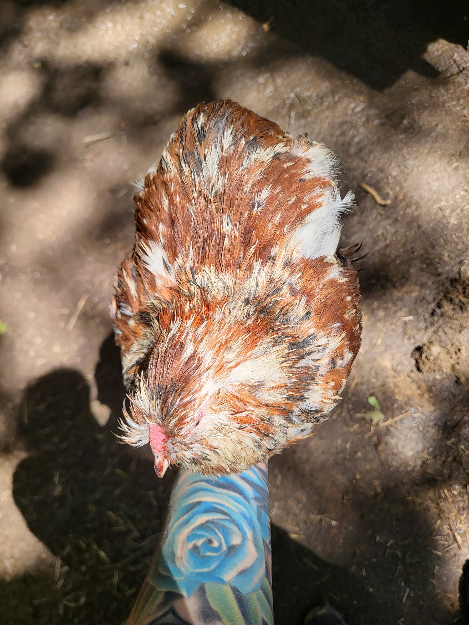 Cockerel I didn't take