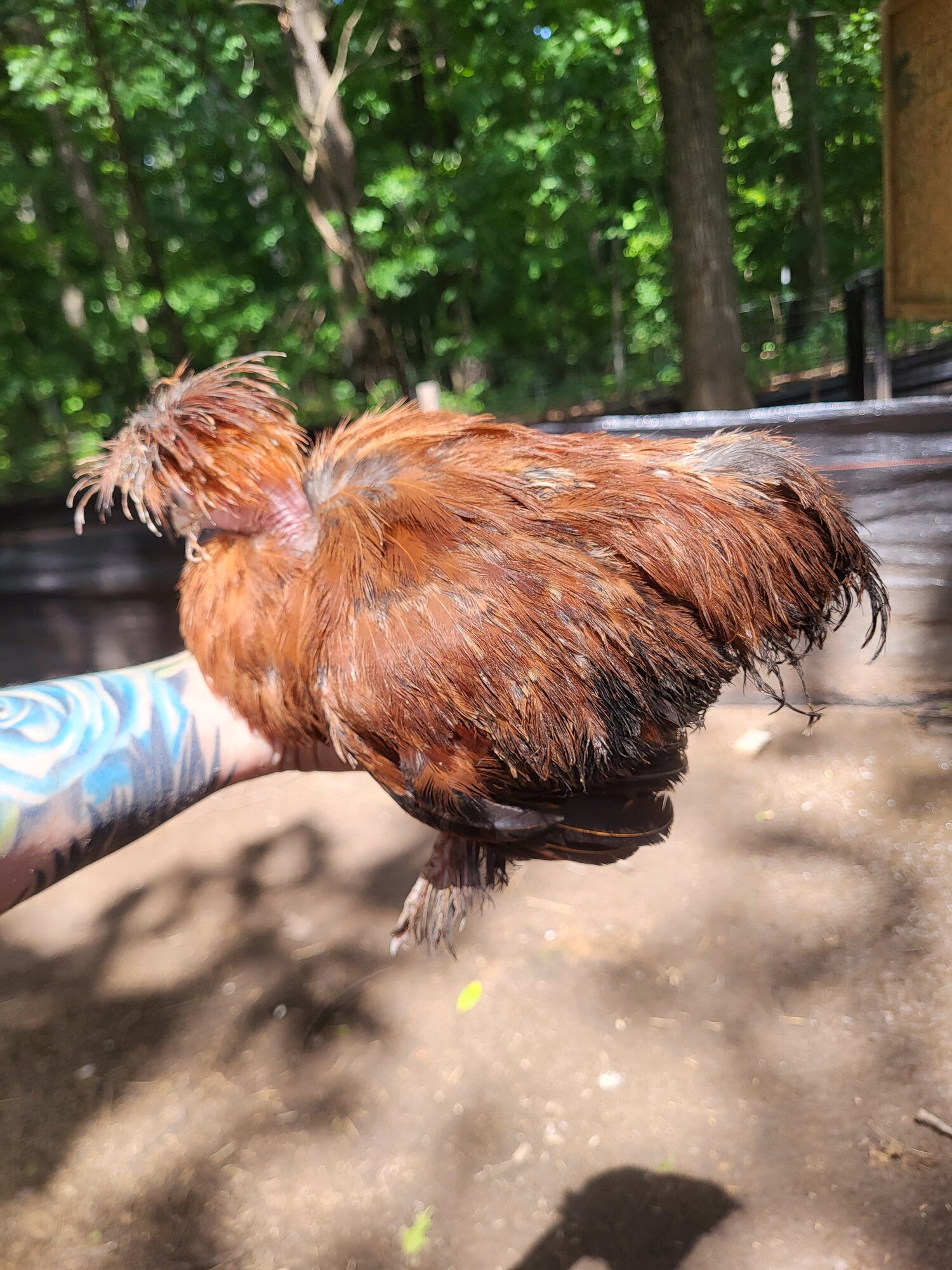 Cockerel I didn't take