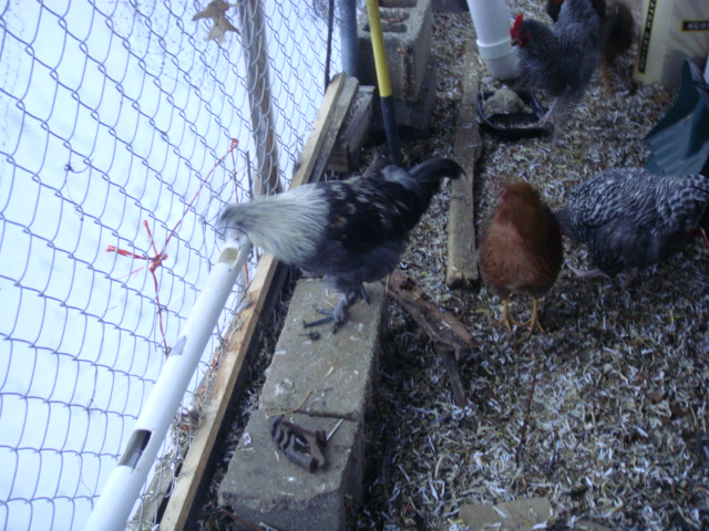 COCKEREL mIX BREED AT WATERER