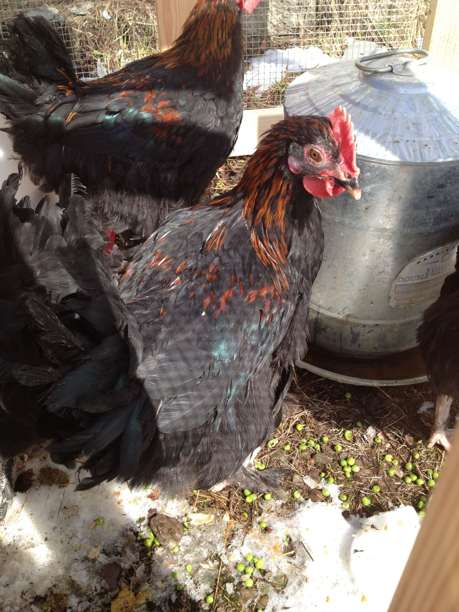 Cockerel (yet unnamed)