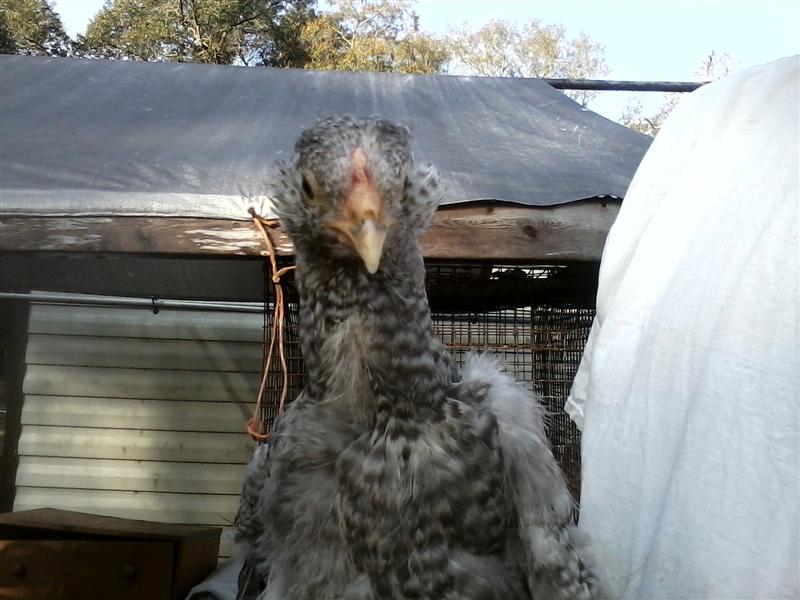 Cockerel?