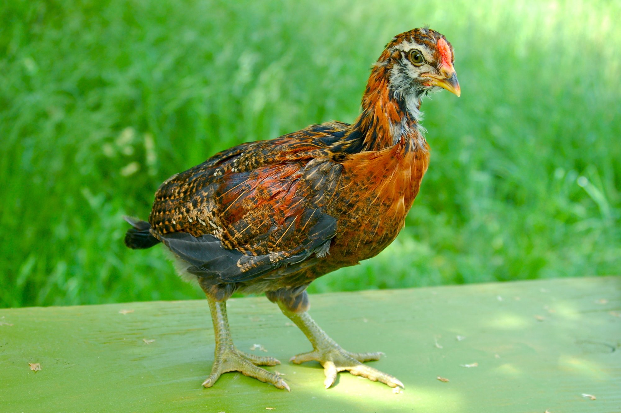 Cockerel