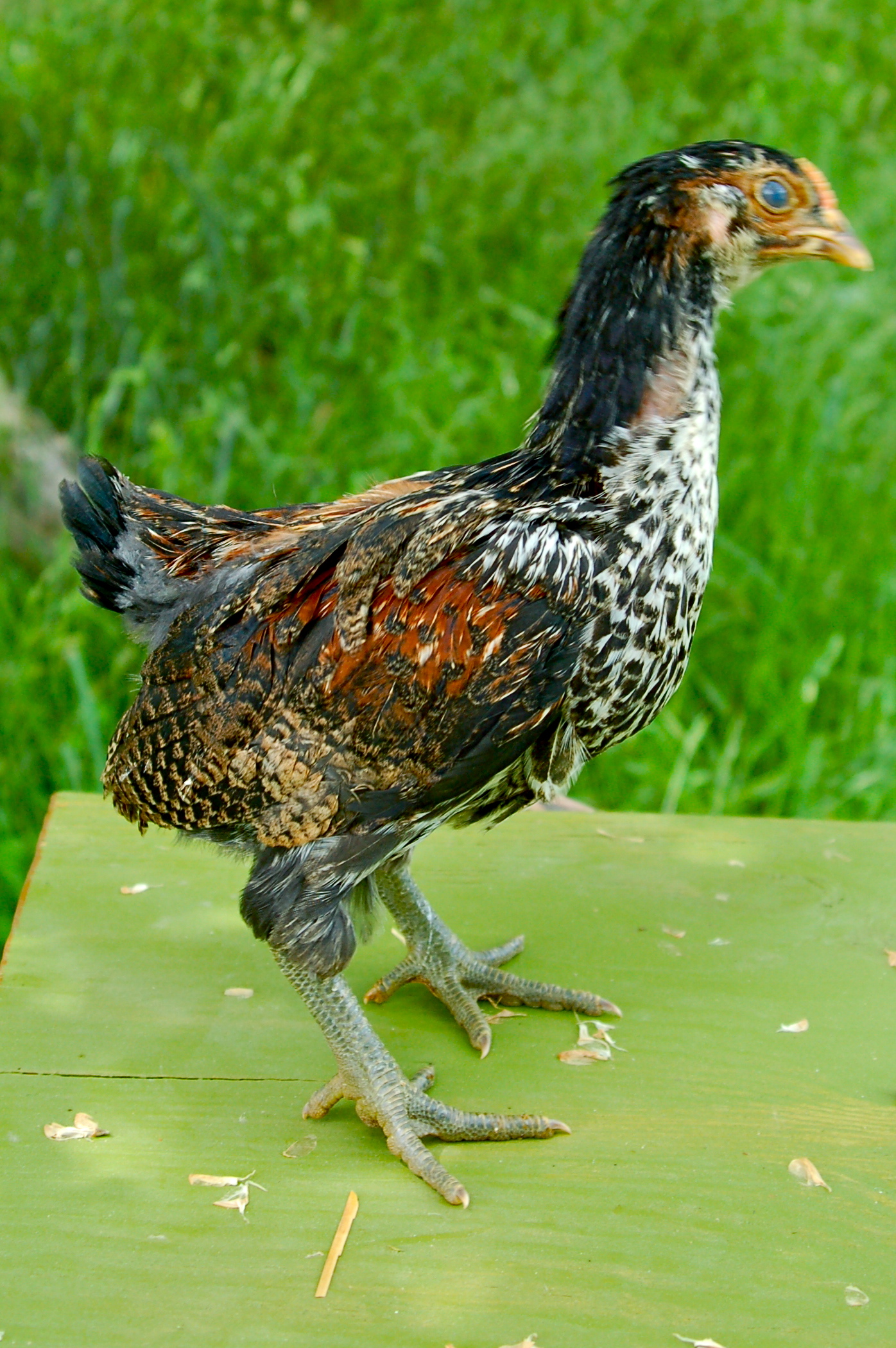 Cockerel