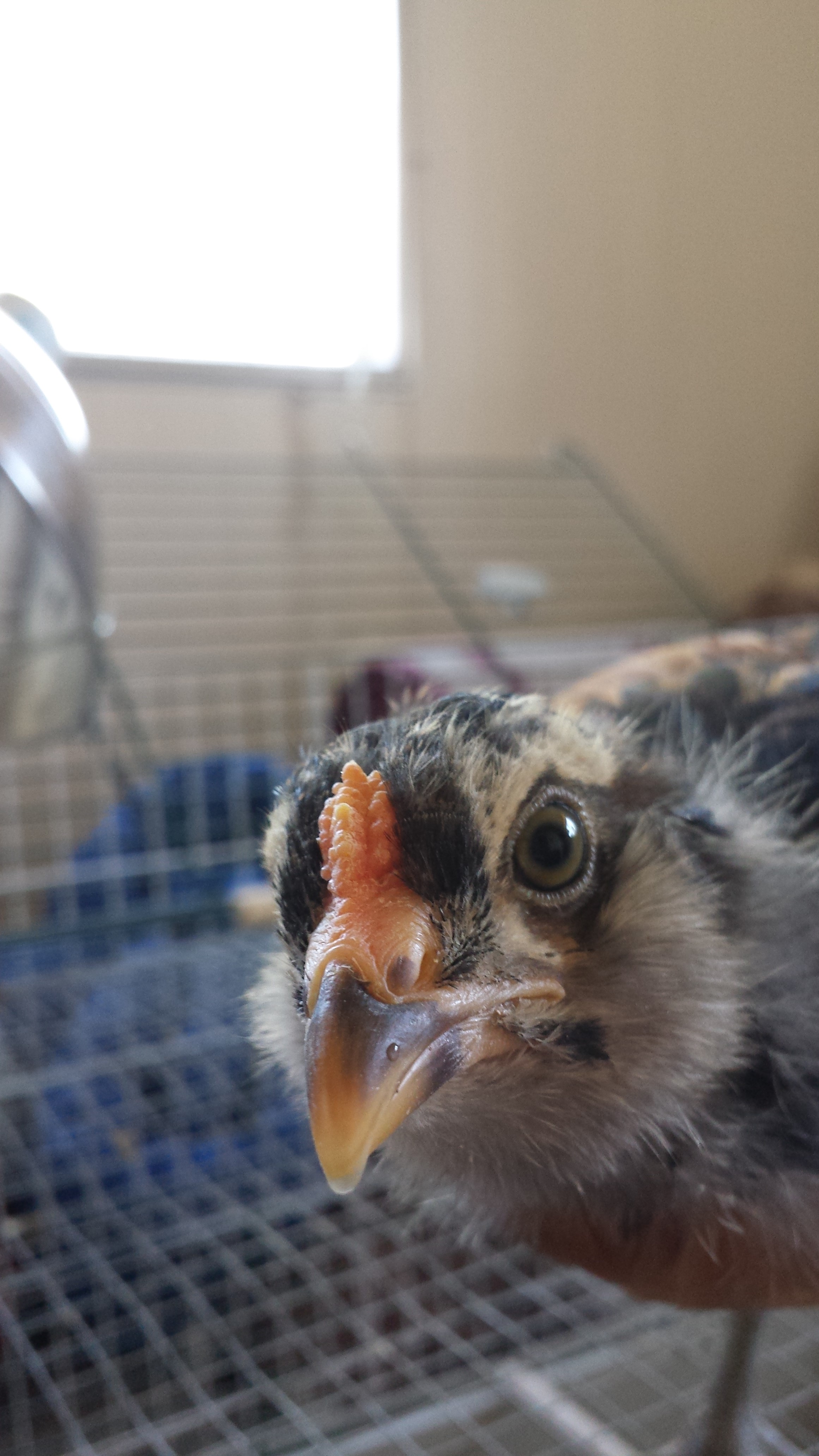 Cockerel