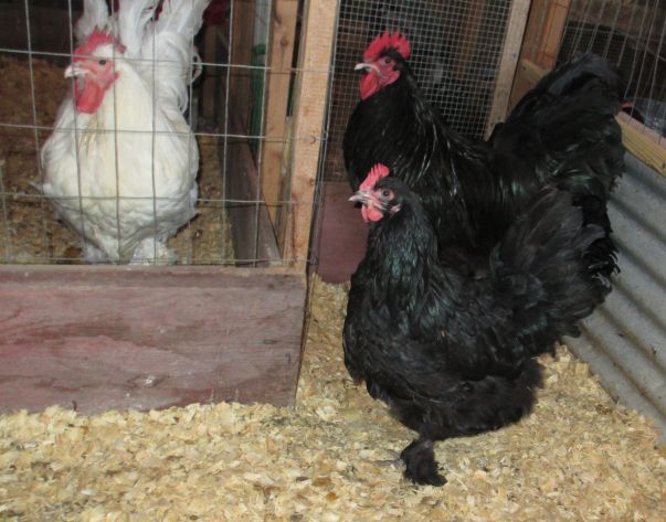 Cockerels and molting hen