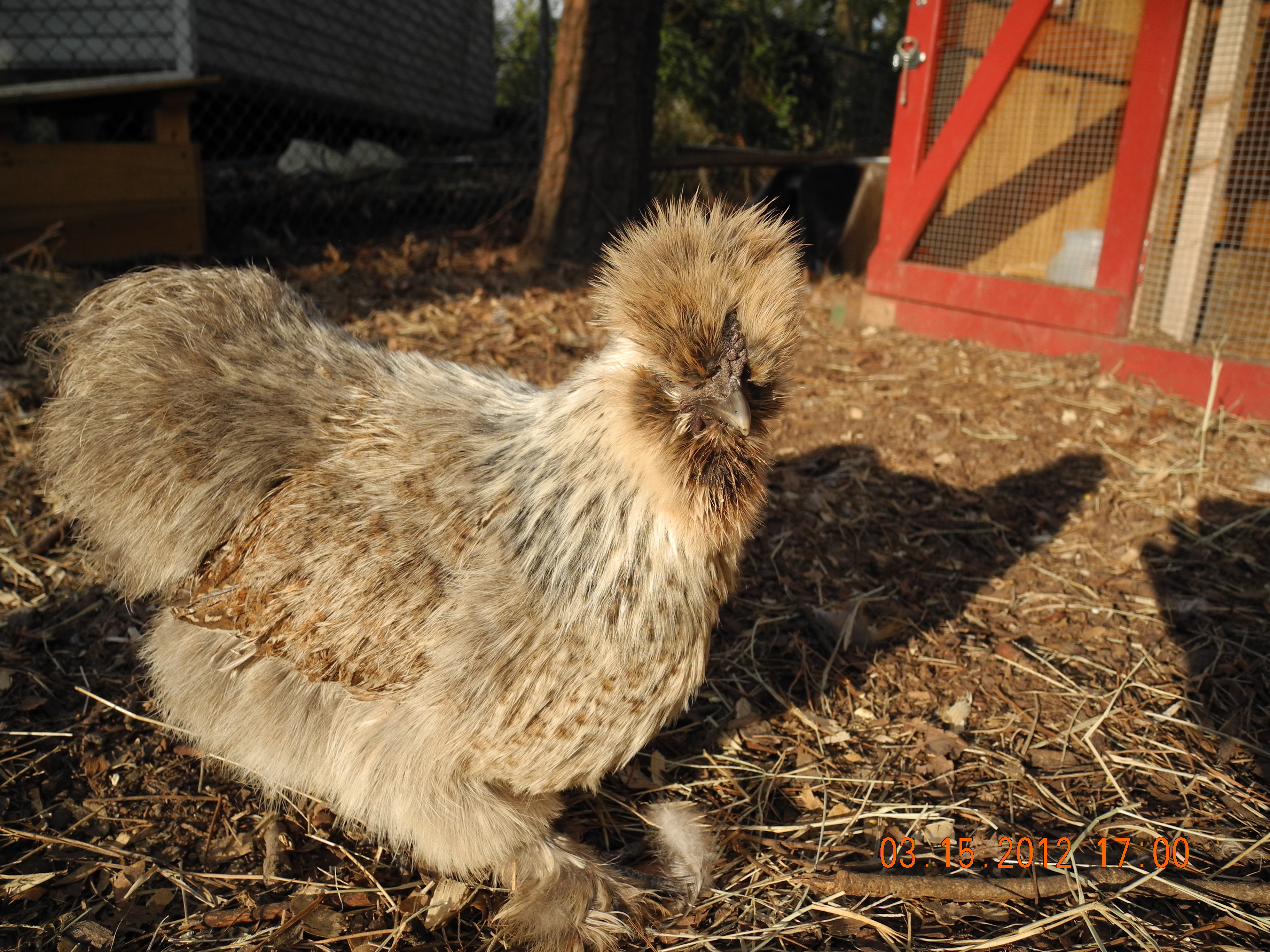 Cockoo Silkie...I think??? Her name is Coco