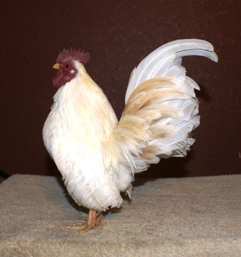 cockrel