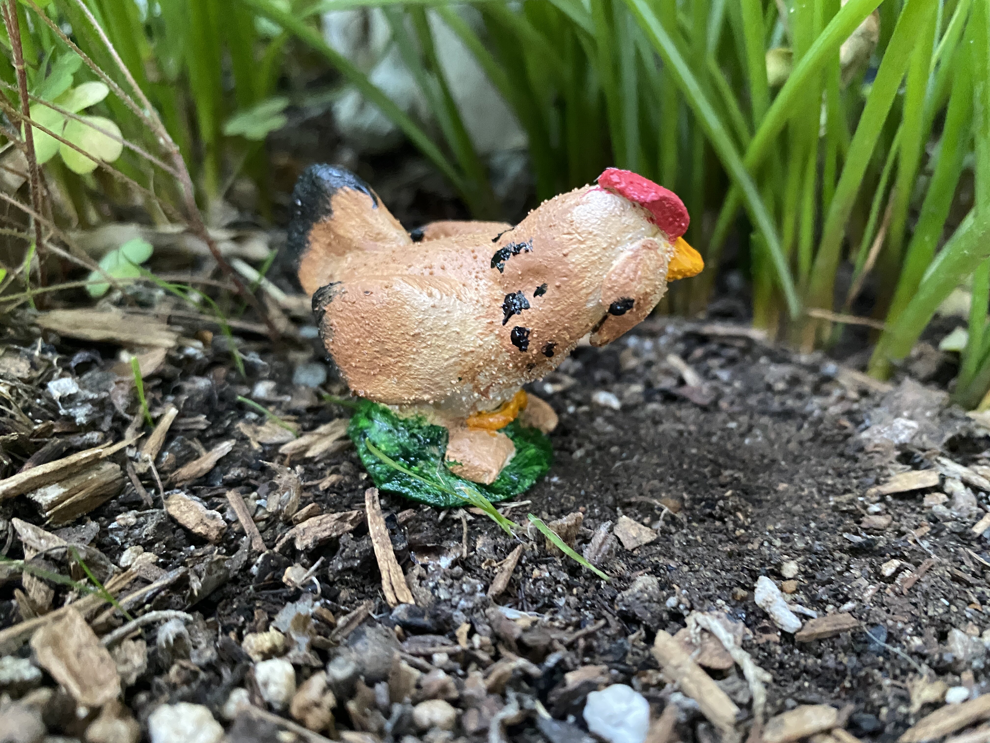 Coco, a salmon faverolles hen.