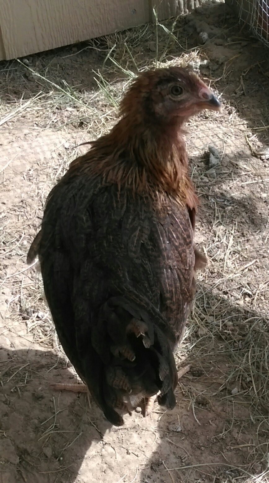 Coco again