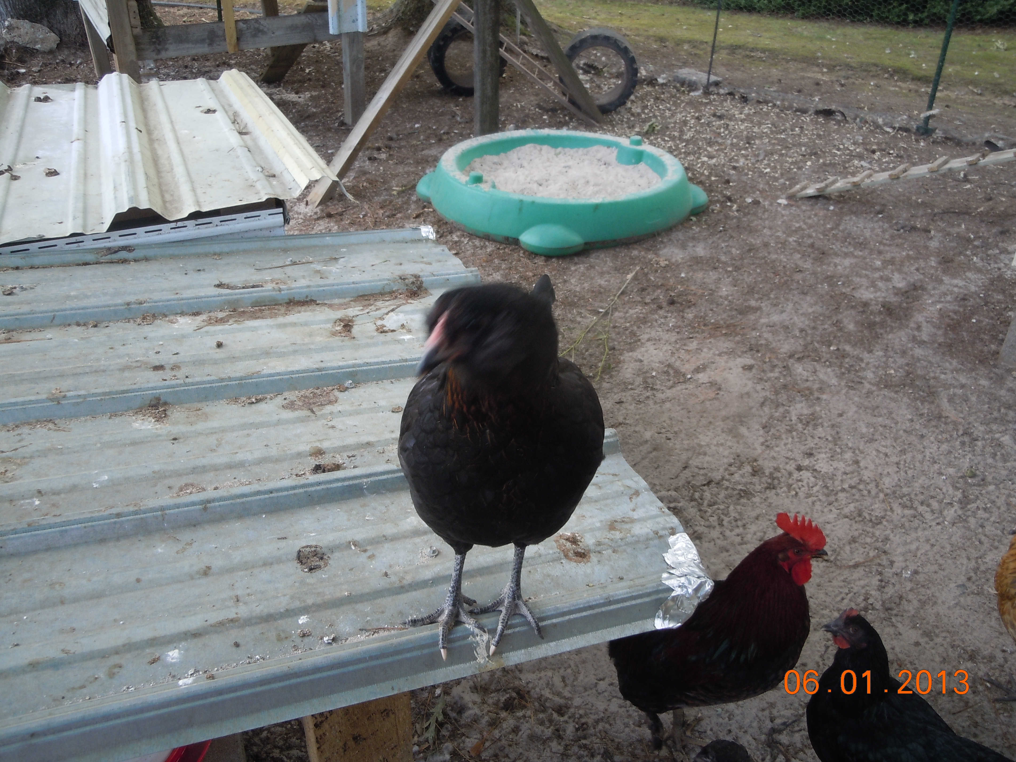 Coco, Ameracauna/BCMs mix