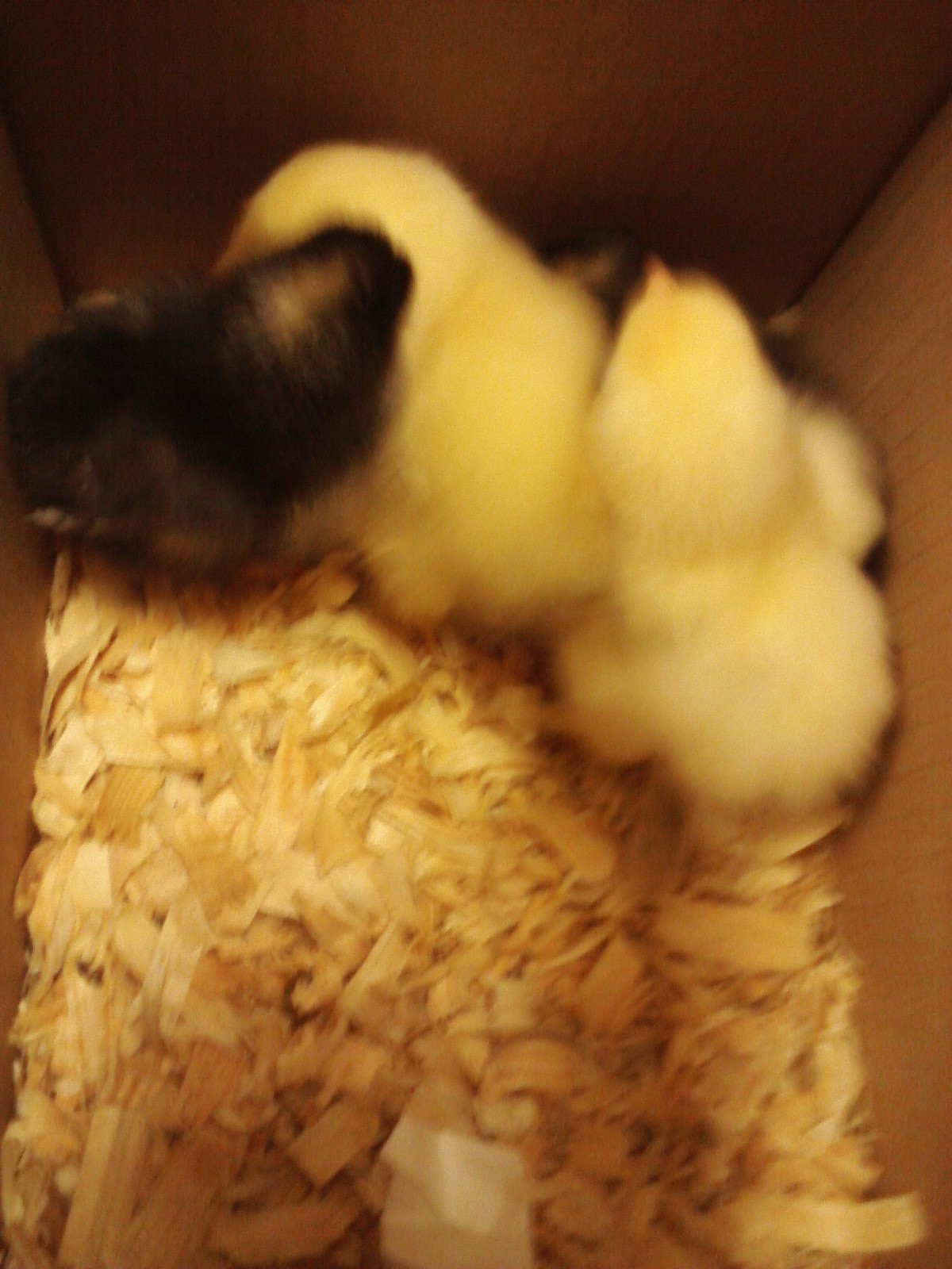 coco, frizzle, dizzel, and hershey