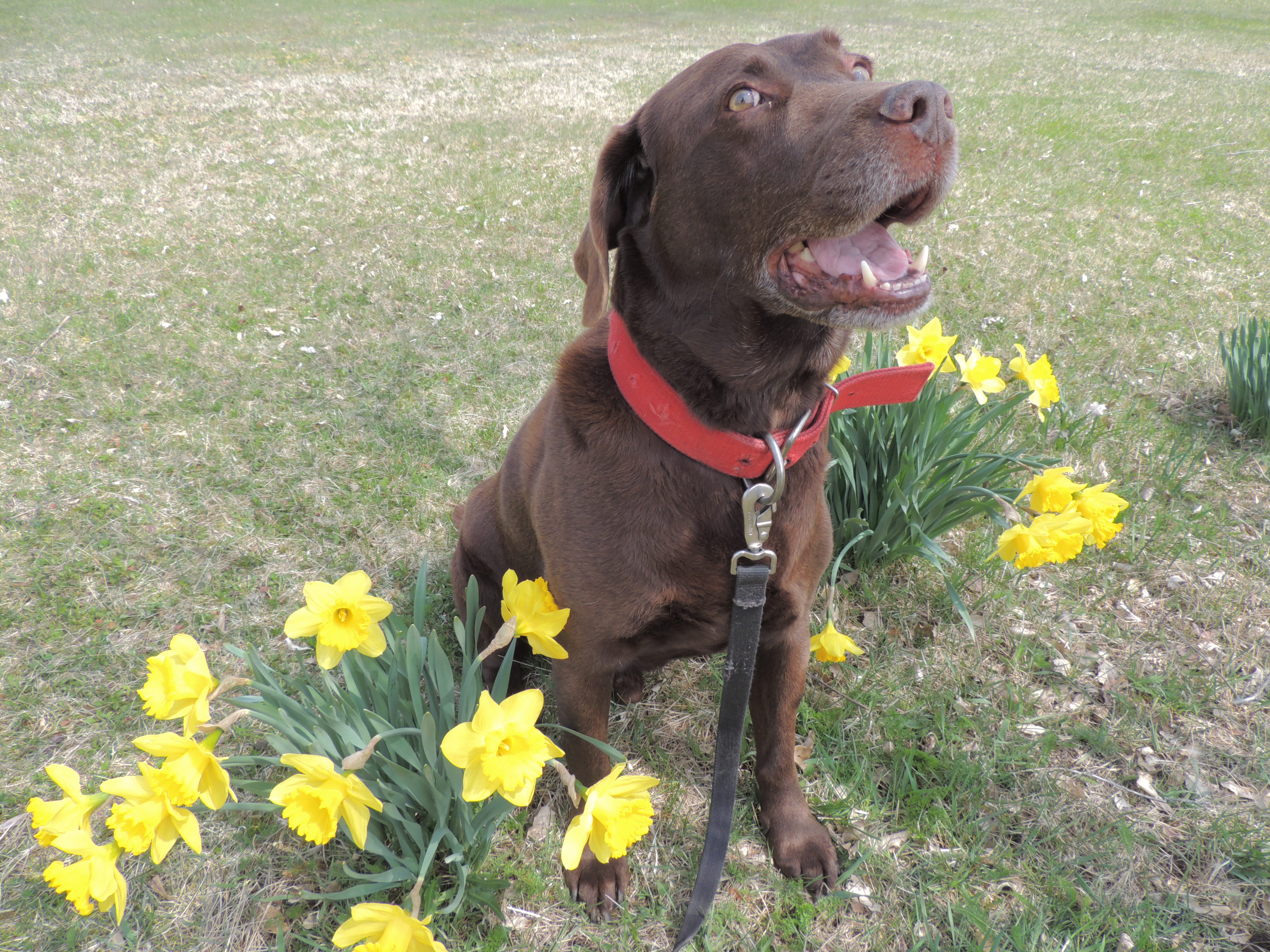 Coco guarding of the  yard