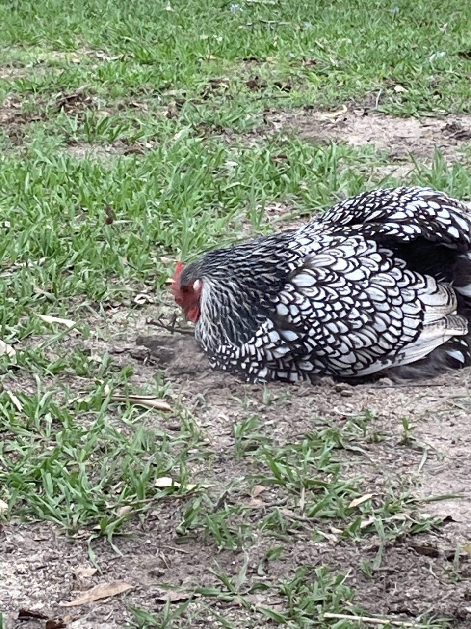 Coco having a dust bath