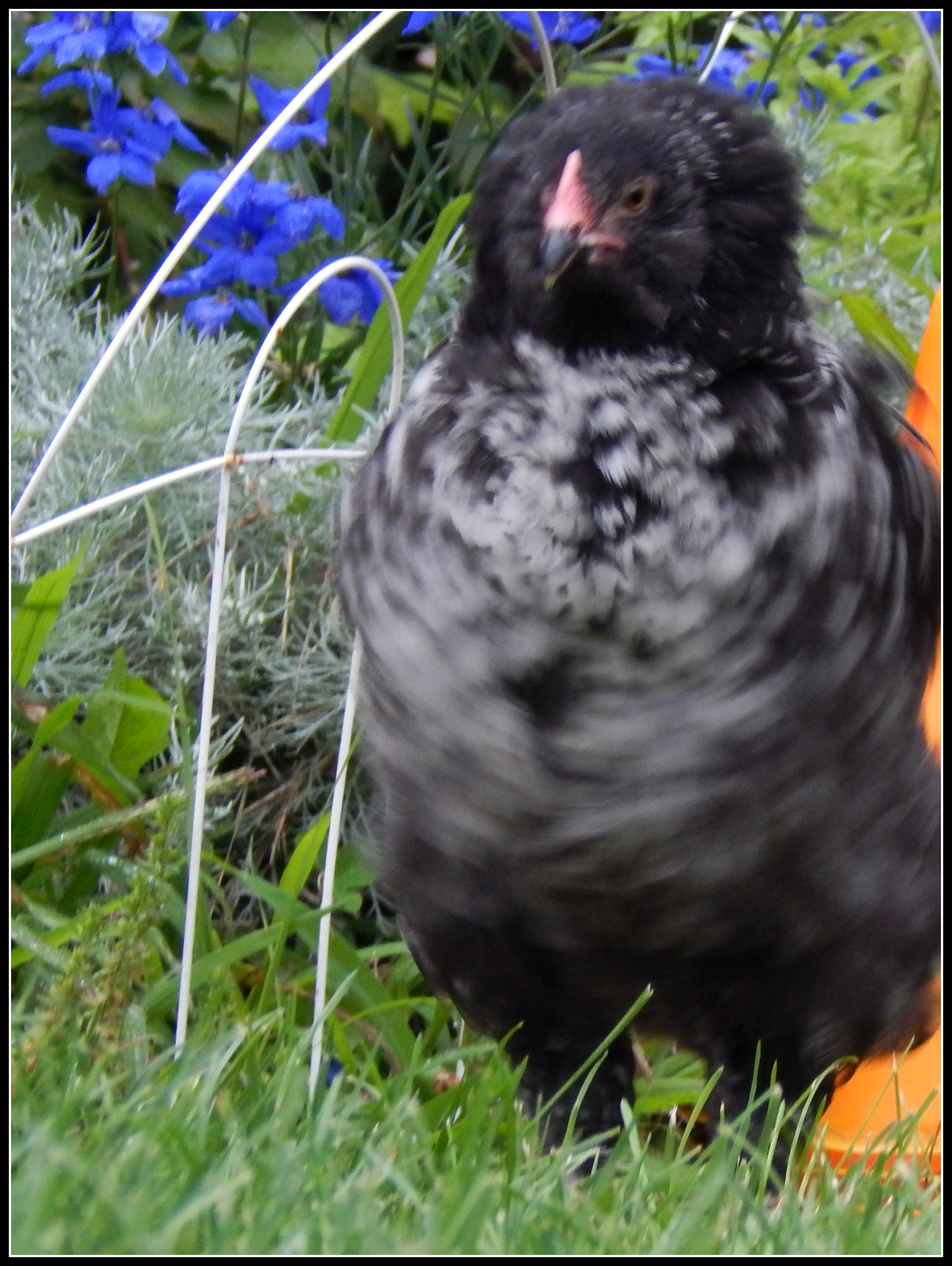 Coco Puffs dancing to Taylor Swift....."Shake it off, Shake it off...."